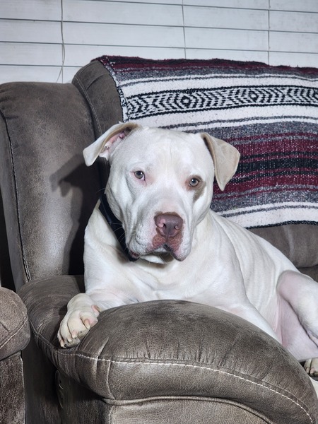 Entry image for Kilo. Clicking this image will show a larger photo