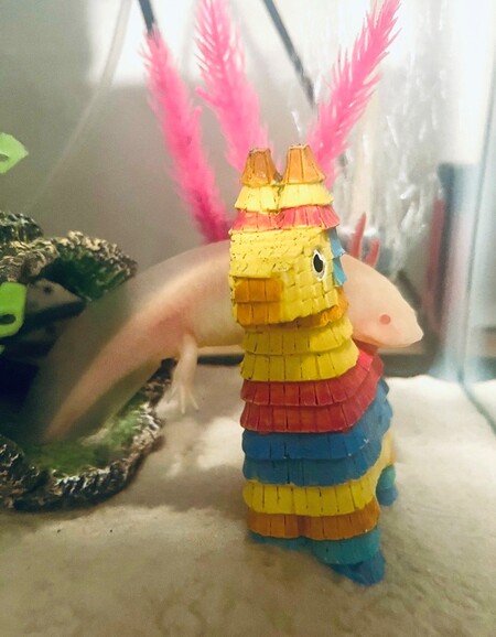 Entry image for Kirbo. Clicking this image will show a larger photo