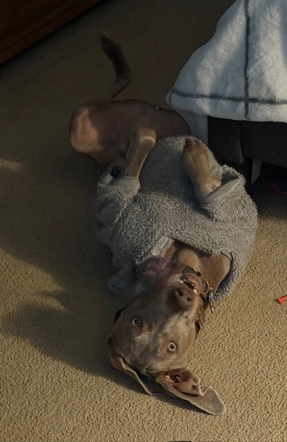 Entry image for Dakota. Clicking this image will show a larger photo