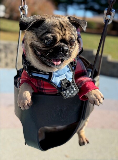 Entry image for Chino. Clicking this image will show a larger photo