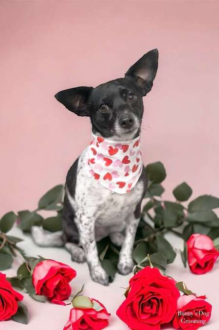 Entry image for Billie. Clicking this image will show a larger photo