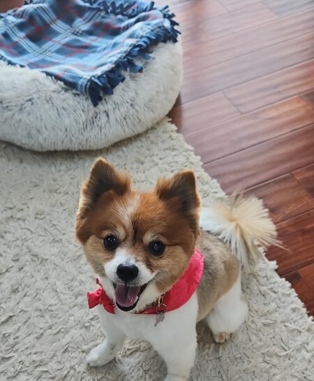 Entry image for Roxy. Clicking this image will show a larger photo