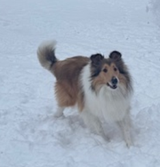 Entry image for Dutton. Clicking this image will show a larger photo