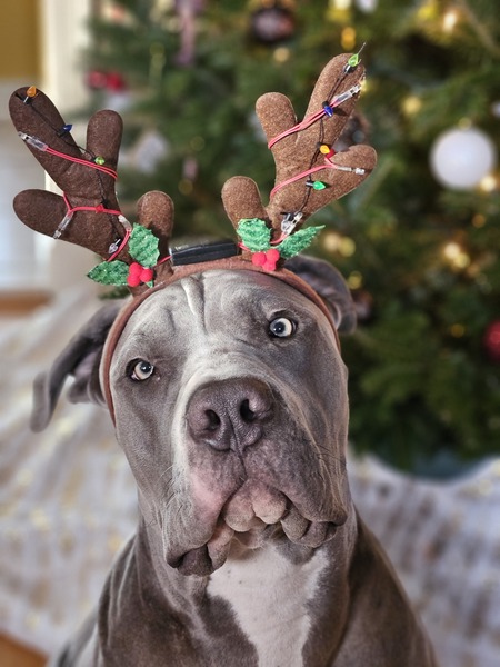 Entry image for Bohdi. Clicking this image will show a larger photo