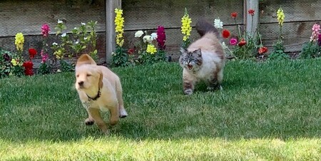 Entry image for Stella & Fido. Clicking this image will show a larger photo