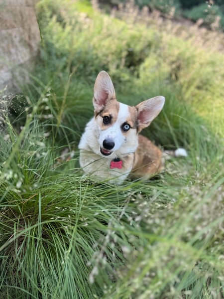 Entry image for Tater. Clicking this image will show a larger photo