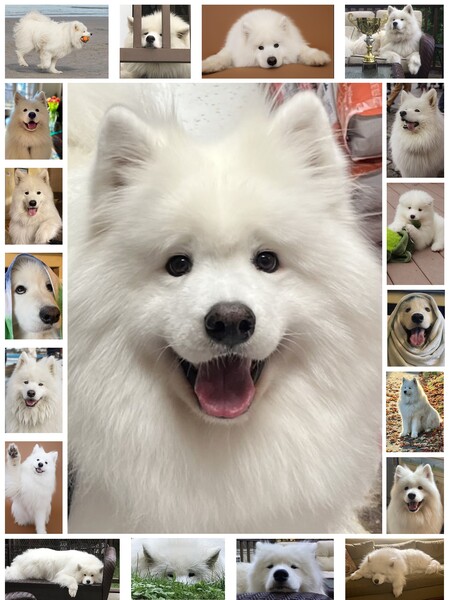 Entry image for Koda. Clicking this image will show a larger photo