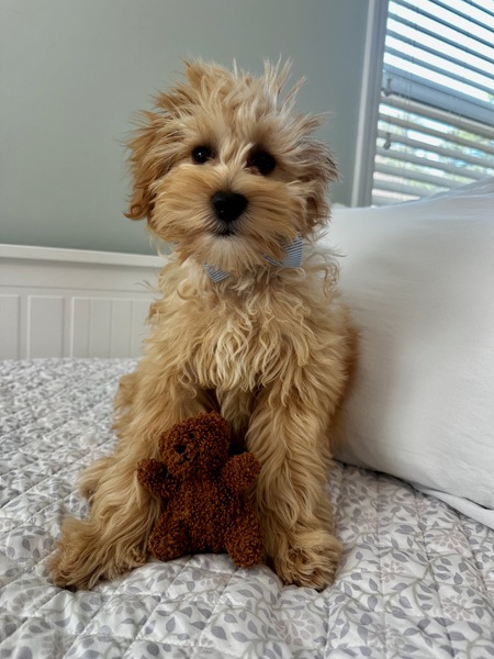 Entry image for Apollo. Clicking this image will show a larger photo