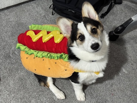 Entry image for Dooby (Sir Doobert Scoobert). Clicking this image will show a larger photo