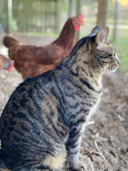 Entry image for Kitty Chick. Clicking this image will show a larger photo