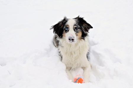 Koda