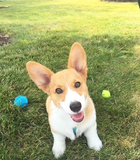 Georgie