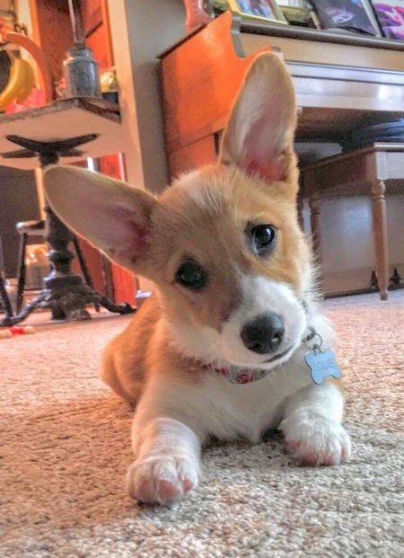 Louie