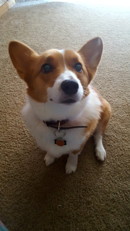 Biscuit