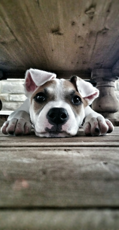 Penny