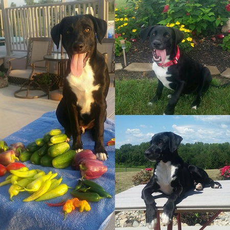 Hank The Tank 