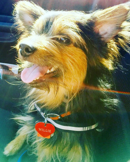 Willie 