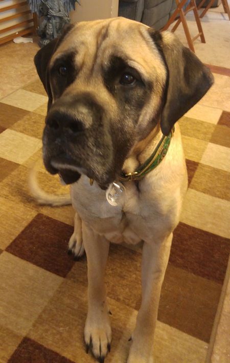Shamus