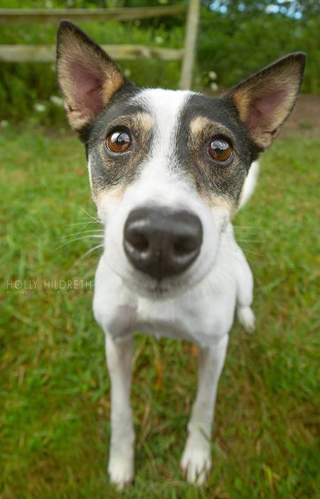 Entry image for Calvin from RESCUEDohio. Clicking this image will show a larger photo