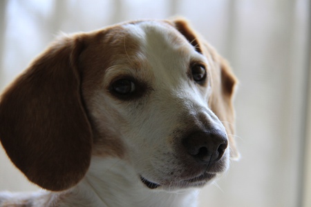 Entry image for Jessie. Clicking this image will show a larger photo