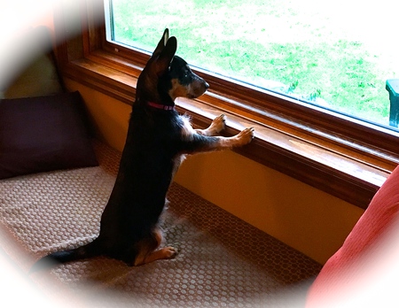 Roxi 