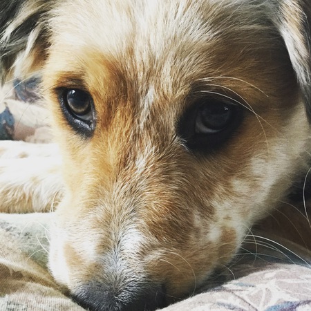 Bailey
