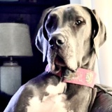 Entry image for Gwen