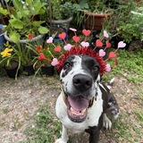 Entry image for Bessie Mae Andrews