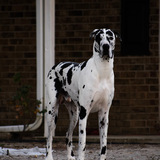 Entry image for Charlie