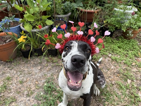 Entry image for Bessie Mae Andrews. Clicking this image will show a larger photo