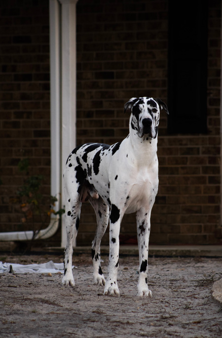 Entry image for Charlie. Clicking this image will show a larger photo