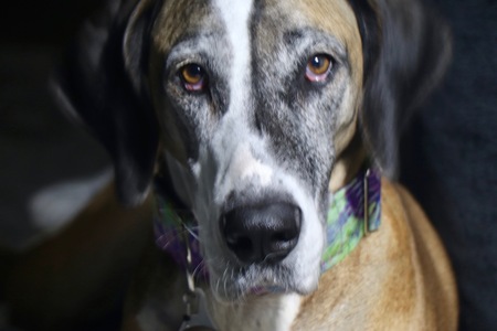 Entry image for Copper. Clicking this image will show a larger photo