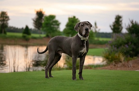Entry image for Angus. Clicking this image will show a larger photo