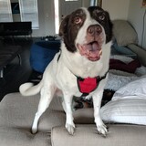 Entry image for Bailey