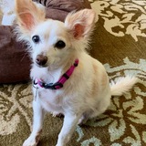 Entry image for Melody