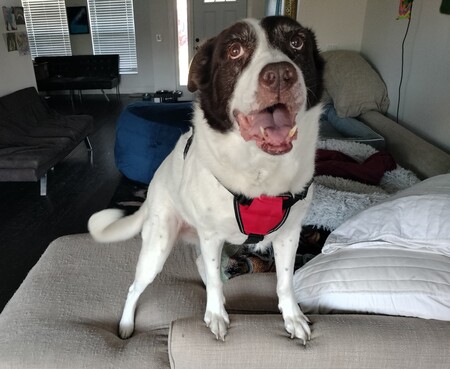 Entry image for Bailey. Clicking this image will show a larger photo