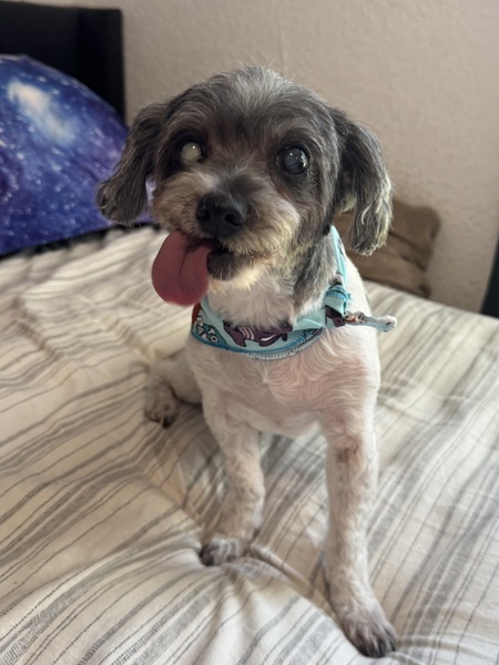 Entry image for Princess. Clicking this image will show a larger photo