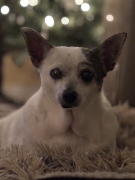 Entry image for Lola. Clicking this image will show a larger photo