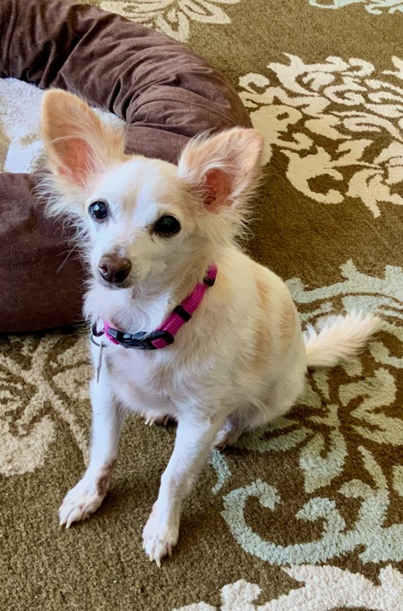 Entry image for Melody. Clicking this image will show a larger photo