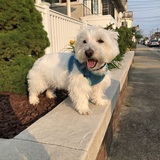 Entry image for Petey