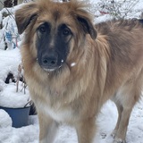 Entry image for Violet 