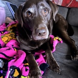 Entry image for Hershey 