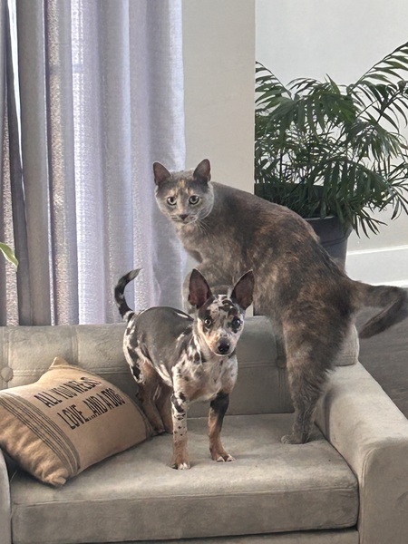 Entry image for Ashlyn & Niko. Clicking this image will show a larger photo