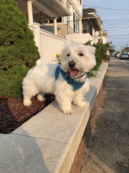 Entry image for Petey. Clicking this image will show a larger photo