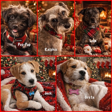 Entry image for The Stak Pack. Clicking this image will show a larger photo