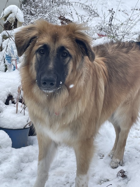 Entry image for Violet . Clicking this image will show a larger photo