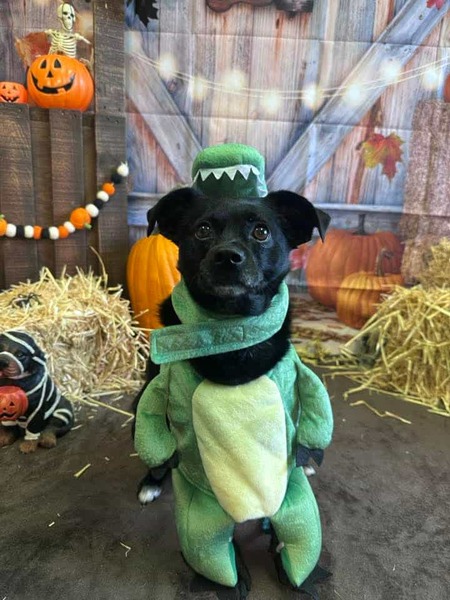 Entry image for Bit. Clicking this image will show a larger photo