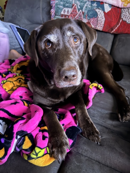 Entry image for Hershey . Clicking this image will show a larger photo