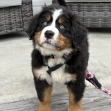 Entry image for Clara