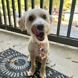 Entry image for Mike Tyson